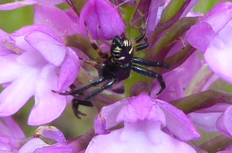 Synema globosum - Thomisidae